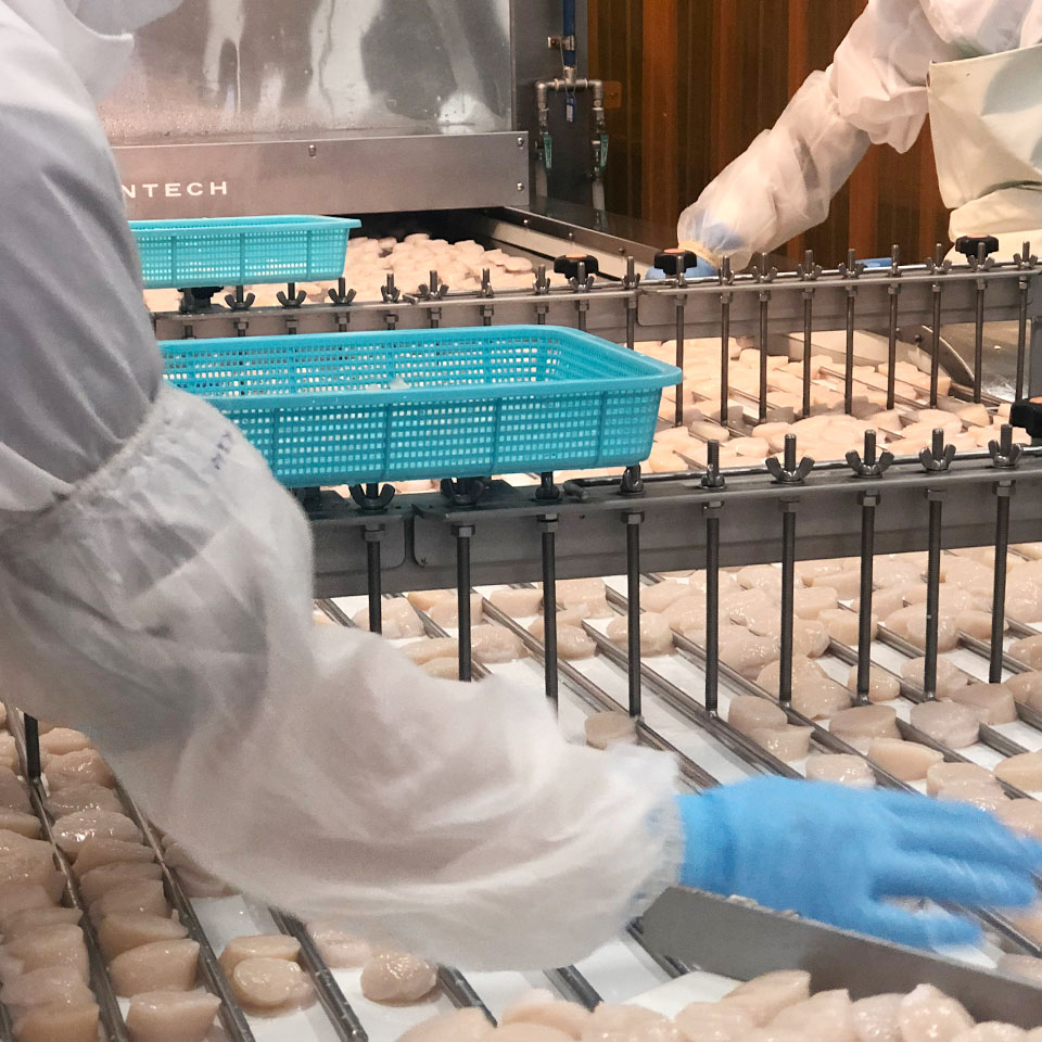 冷凍ほたて貝柱 製造工程